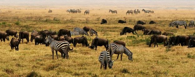 Zebra's op Savanne in Afrika